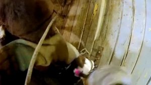 обезроживание телят электротермокаутером