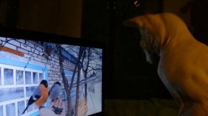 Кот Марсик смотрит птичек по телевизору