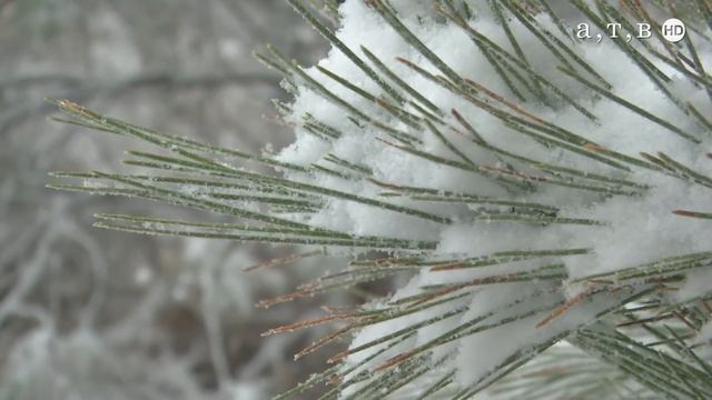 В лесу родилась ёлочка смотреть онлайн