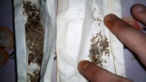 Семена Астры. Как выглядят?