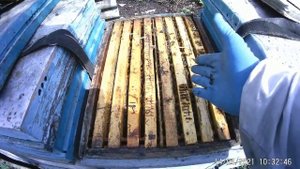 Условия бурного весеннего развития пчелосемей на медосбор Белой акации.Секреты 100% зимовки пчел I-