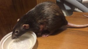 Крыса чихает