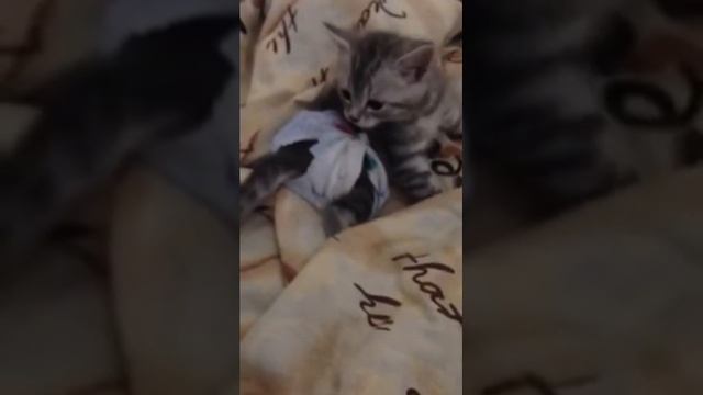 #Как_сделать_Памперс для кота)смотреть всем