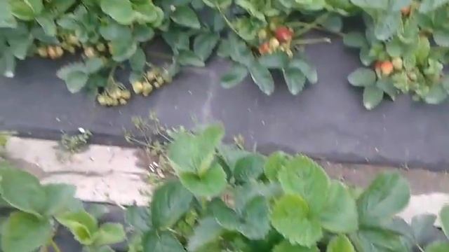 Клубника Эльсанта г. Артем смотреть онлайн