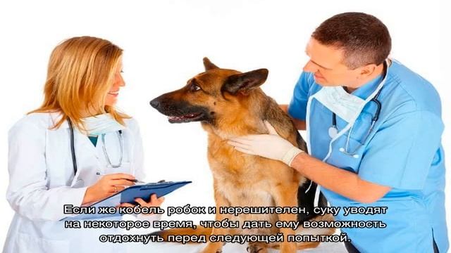 Вязка немецкой овчарки первый раз: на какой день течки смотреть онлайн