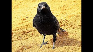 Тайна чёрных дроздов (нем. Das Geheimnis der Amseln).