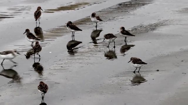 Щебетание птиц Бонапарт песочник