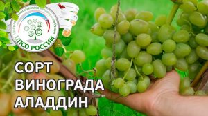 Сорт винограда Аладдин.  Описание сорта винограда Аладдин.