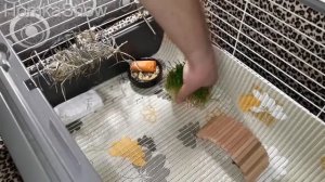 Что должно быть в клетке морской свинки #HomkaShow