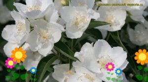 Чубушник гибридный Лиместон. Краткий обзор, описание характеристик philadelphus Limestone