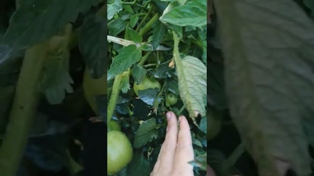 Томат Любаша, от агрофирмы Партнер
