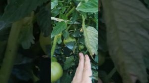 Томат Любаша, от агрофирмы Партнер