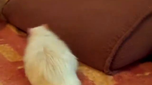 Хома крыс игрун смотреть онлайн