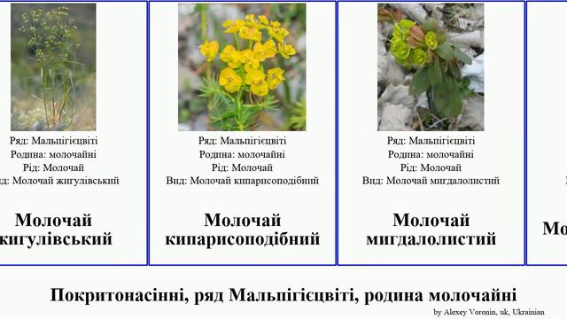 Покритонасінні, ряд Мальпігієцвіті, родина молочайні angiosperms Гевея Маніок дерево Переліска смотреть онлайн