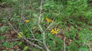 Дендрарий "Горнотаежная станция"