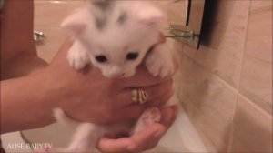 ?КОШЕЧКА МУРКА родила 3х котят Купаем кошечку МУРКУ и КОТЯТ маленьких Видео для детей #AlisebabyTV