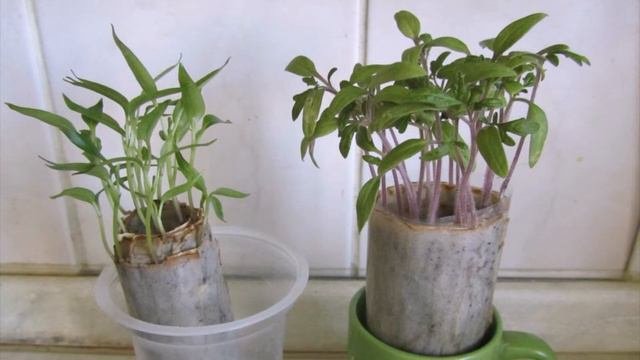 Рассада без земли ОЧЕНЬ удобная технология выращивания