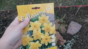 Посадка нарциссов на даче 14.11.2021