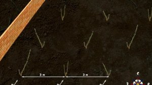 4. Планировка виноградника