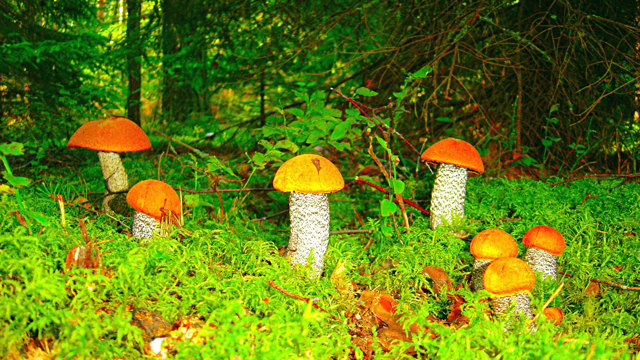 Лесная Поляна с грибами