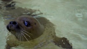 Московский зоопарк приютил ларгу