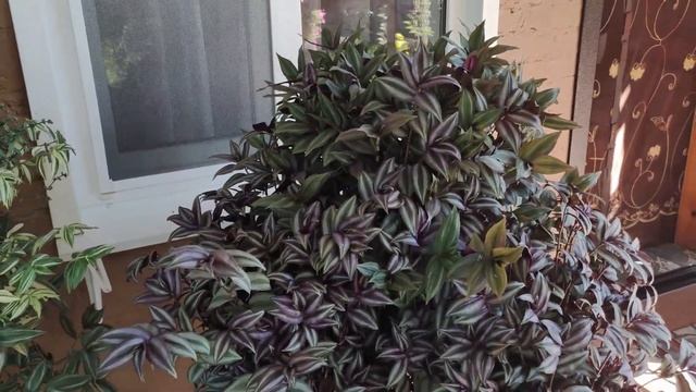 Традесканция просто гигант. Как вырастить огромный шикарный куст традесканции за сезон.