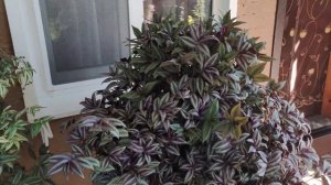 Традесканция  просто гигант. Как вырастить огромный  шикарный куст традесканции за сезон.