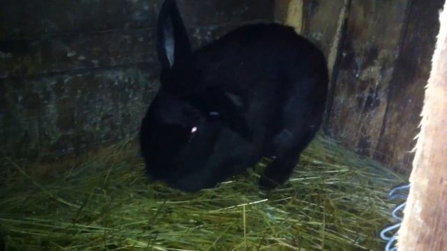 Красивый черный кролик Видео для детей смотреть онлайн