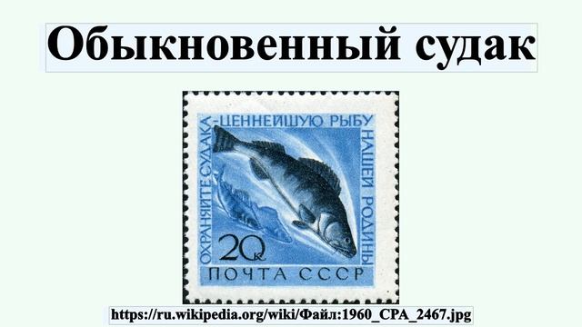 Обыкновенный судак смотреть онлайн