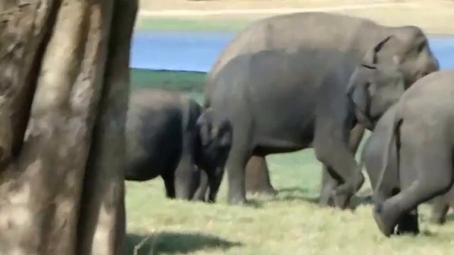 Sri Lanka Travel - Wild Elephants Minneriya National Park