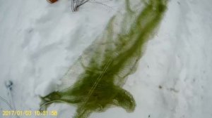 ЛОВЛЯ ДИКИХ ПТИЦ НА ТАЙНИК