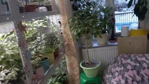 Дачная оранжерея