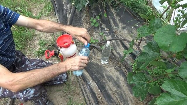 Народное средство от Мучнистой Росы #винограднаамуре