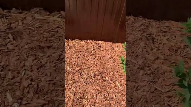 Новинки лета 2021, гортензии Стар Роуз, Скайфолл, Самарская Лидия, Геркулес, Мохито, Граффити и др. смотреть онлайн