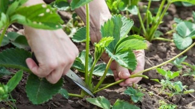 Уход за клубникой осенью. смотреть онлайн