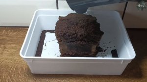 скорпион (heterometrus silenus) и его содержание в домашних условиях