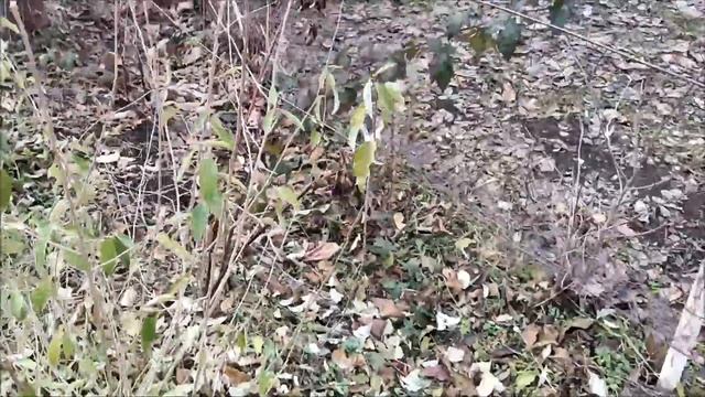 Обзор нашей дачи в Краснодаре: купили домик с 4 сотками в СНТ смотреть онлайн