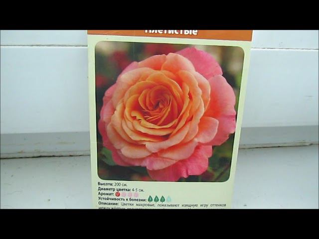 КАК ПОСТУПИТЬ С САЖЕНЦАМИ РОЗ ? смотреть онлайн