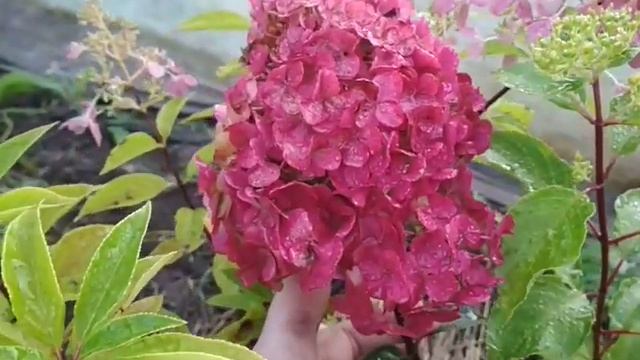 гортензия Самарская Лидия-первое цветение. смотреть онлайн