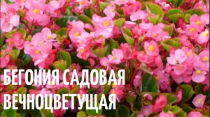 Бегония садовая Вечноцветущая.