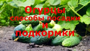 Огурцы!!! Способы посадки и подкормки!!!