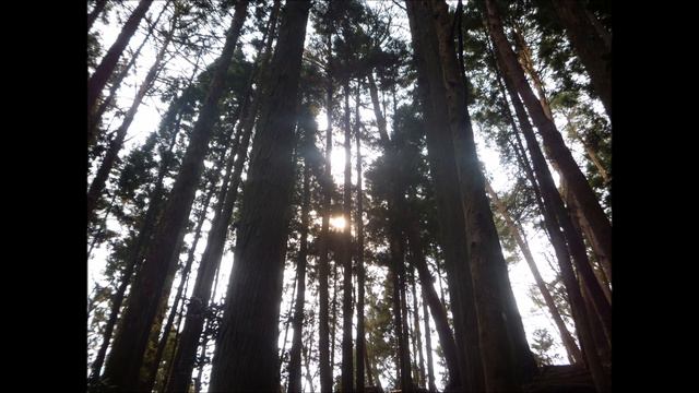 D.A.I. 深い森 cover смотреть онлайн