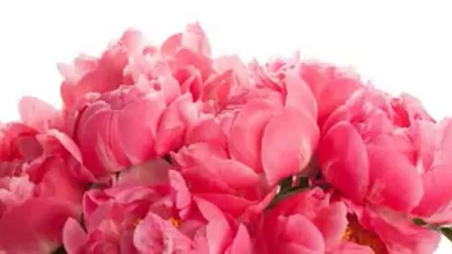 Язык цветов, Или что Означают Цветы, Которые Вам Подарили! смотреть онлайн