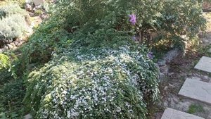 Молочай Ескот Рейнбоу.Посухостійка рослина.Астра верескова Сноу Флурі.Каріоптеріс.Цвіте бавовнаЗлак