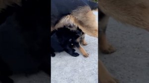 щенки немецкой овчарки! редкий чёрный окрас и чепрачные