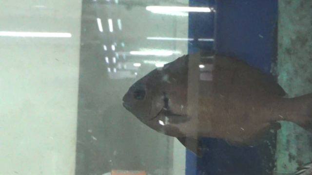 胸ビレを動かしながらバランスをとっている尾長グレ。前進するときは、水の抵抗を受けないように畳んでいます。非常に多機能な鰭で、目立ちませんが、ブレーキ、バック、回転、停止等、重要な役割を果たしています смотреть онлайн