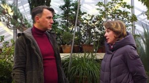 Выгонка луковичных: выгонка тюльпанов, выгонка крокусов, выгонка гиацинтов