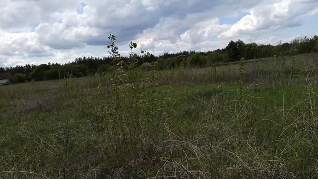 4 июня народный праздник ДЕНЬ ВАСИЛИСКА. Народные приметы и поверья.