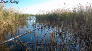 Ловил карася, а клевали неплохие гольяны.