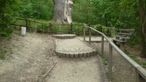 Украина Черкащина Холодный Яр 1100 летний дуб Максима Зализняка Чигиринщина